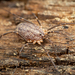 Togwotee Harvestman - Photo (c) Jason Headley, some rights reserved (CC BY-NC), uploaded by Jason Headley