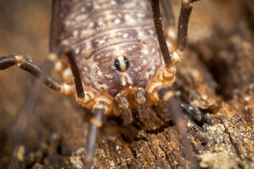 Togwotee Harvestman
