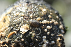 Gnorimosphaeroma oregonense