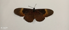 Acraea elongata