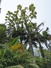 Cecropia schreberiana