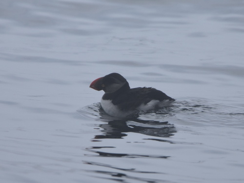 Atlantic Puffin photographed in Massachusetts