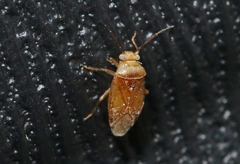 Tropidosteptes