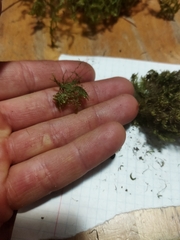 Plagiomnium undulatum