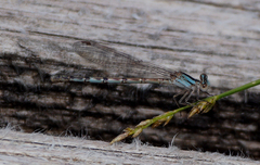 Argia alberta