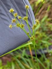 Rhynchospora holoschoenoides