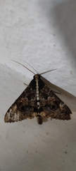 Sphingomorpha chlorea