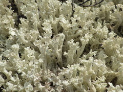 Cladonia boryi