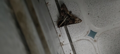 Sphingomorpha chlorea