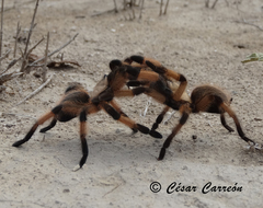 Aphonopelma moderatum