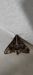 Sphingomorpha chlorea