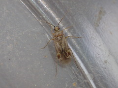 Plagiognathus verticalis