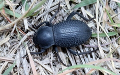 Cryptoglossa infausta