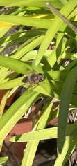 Eristalis pertinax
