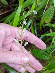Justicia martinsoniana