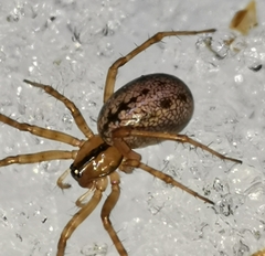 Stemonyphantes lineatus