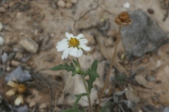 Melampodium cinereum
