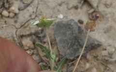 Melampodium cinereum