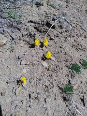 Erythranthe carsonensis