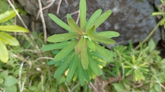 Euphorbia azorica