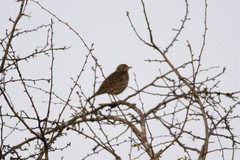 Turdus philomelos