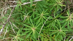 Euphorbia azorica