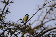 Parus major