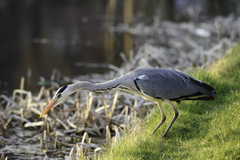 Ardea cinerea