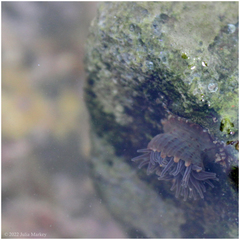 Anthopleura mariae