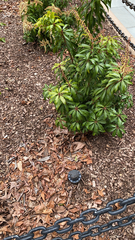Pieris japonica
