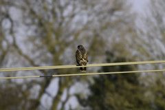 Buteo buteo
