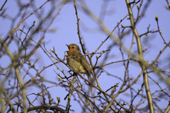 Erithacus rubecula
