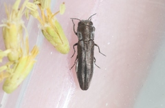 Agrilus addendus