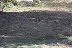 Accipiter striatus