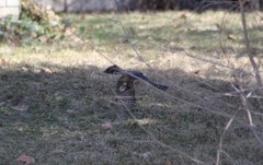 Accipiter striatus