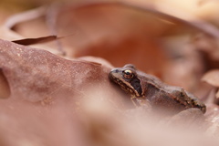 Rana temporaria