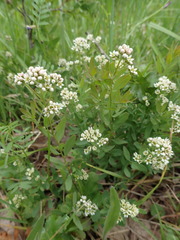 Comandra umbellata californica