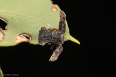 Coenypha edwardsi
