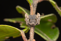 Coenypha edwardsi