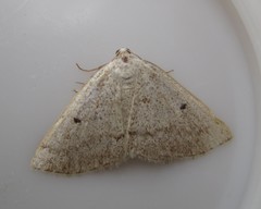 Lomographa glomeraria