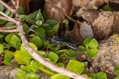 Dotocryptus bellicosus