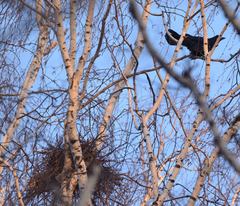 Corvus frugilegus