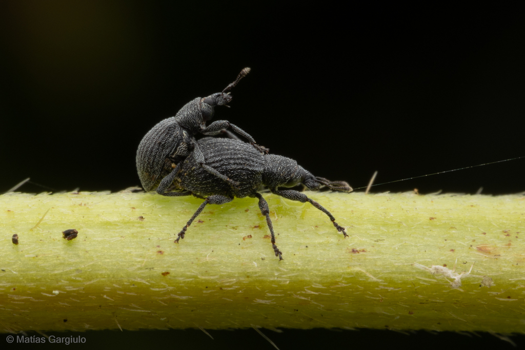 Nothofagobius