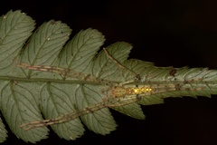 Image of Anaptomecus longiventris