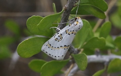 Philtraea paucimacula