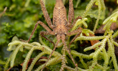 Polycleptidella chilensis