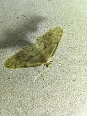 Idaea inquinata