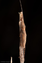 Polycleptidella chilensis