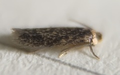Stigmella saginella