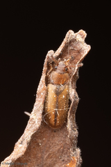 Mycetophagidae